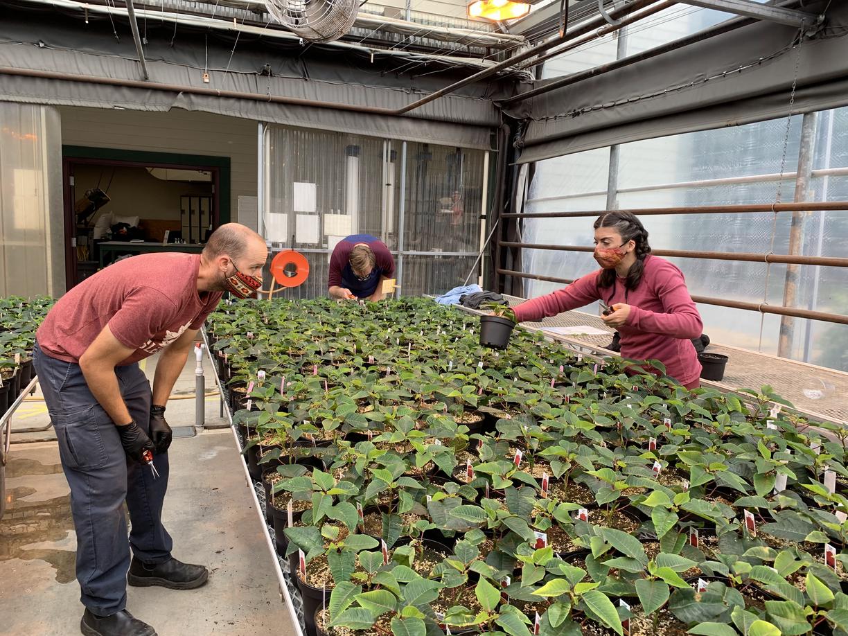 Horticulture students working with plants